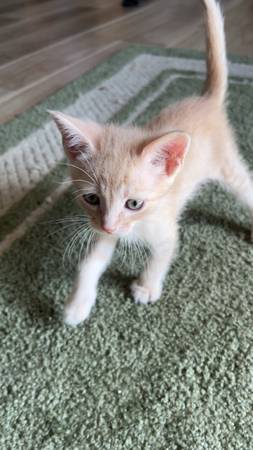 Light orange kitten (Detroit Lakes)63884157637891121