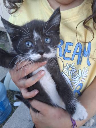 Kitten's 1