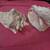2 Large Conch Shells 1 thumbnail