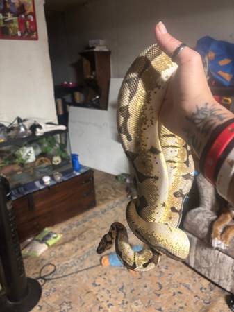 pitón bola abejorro macho de 2-3 años63861890135043121