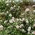 2 David Austen Roses 1 thumbnail