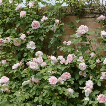 2 David Austen Roses 1