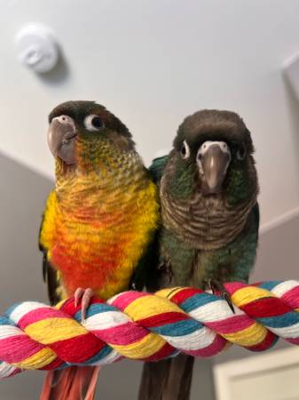 2 conures and cage 1