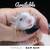 Three female baby rats need home 1 thumbnail