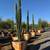 *** ITALIAN CYPRESS — CLASSIC. ELEGANT. EVERGREEN. 1 thumbnail