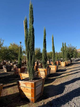 *** ITALIAN CYPRESS — CLASSIC. ELEGANT. EVERGREEN. 1
