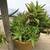 2 pots full of Gasteria & tiger tooth succulents 7 thumbnail