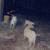 4 Nigerian Dwarf Does 2 thumbnail