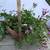 Ivy geranium (blizzard blue) in an old terracotta pot 9 thumbnail