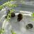 Ramshorn snails 3 thumbnail