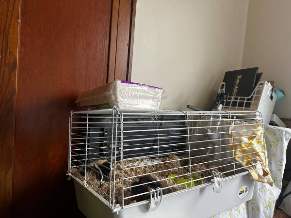 Guinea pig cage and piggies 1