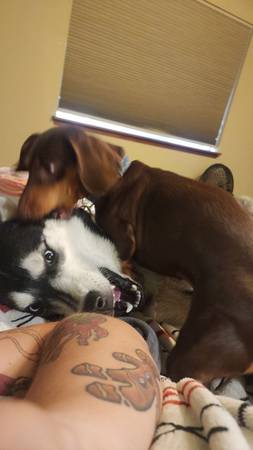 Rehoming 1 year old male siberian husky (Granite Falls)63862434610433123