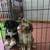Mini Aussies 1 thumbnail