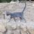 Free male and female Kittens 5 thumbnail