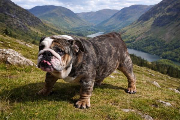 English bulldog 1