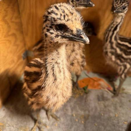 Emu Chicks 1