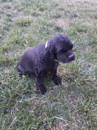 COCKER SPANIEL (San Francisco)578643214247536641