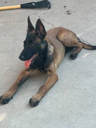 Malinois Pup for rehome63679359649539120