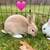 Mini Rex bunnies 3 thumbnail