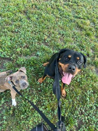 Free Rottweiler (Baltimore)63924992324995121