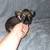 Brussels Griffons 4 thumbnail