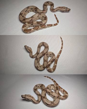 Pet Snake ( Boa Constrictor ) 1