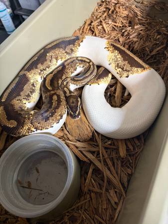 Pied Ball python 1