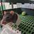 Rehoming 3 rats 3 thumbnail