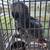 Birds 2 thumbnail