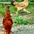 Pasture Raised Chickens! 9 thumbnail