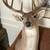 Taxidermy Mount 1 thumbnail