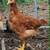 Pullets, chickens 1 thumbnail