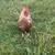 Biefielder Rooster and 4 hens 1 thumbnail