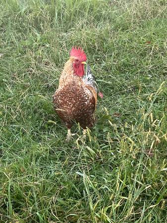Biefielder Rooster and 4 hens 1
