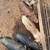 Feeder pigs 3 thumbnail