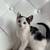 Kitten/kittens 3 thumbnail