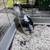 Rabbits 2 thumbnail