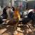 4 month old pullets 3 thumbnail