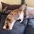 Kitty 3 thumbnail