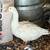 Sebastopol Goslings (Geese Babies) 2M/3F 2 thumbnail