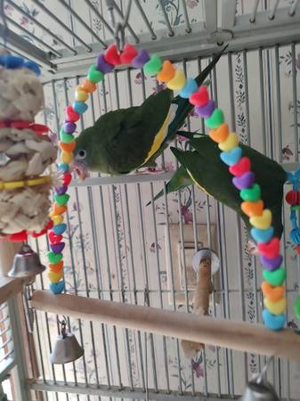 2 BB Parrots (Blanchester)63967977224962123