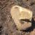 Free landscaping boulder 1 thumbnail