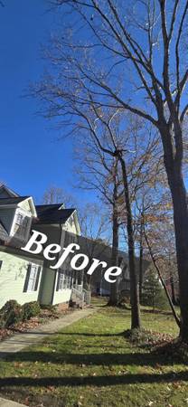 Cuervo professional tree service 1