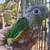 Colorful playful Green cheek conures. Awesome personality, colorful 2 thumbnail