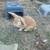 Two neutered male bunnies 3 thumbnail