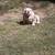 Rehoming male and female English bulldog 6 thumbnail