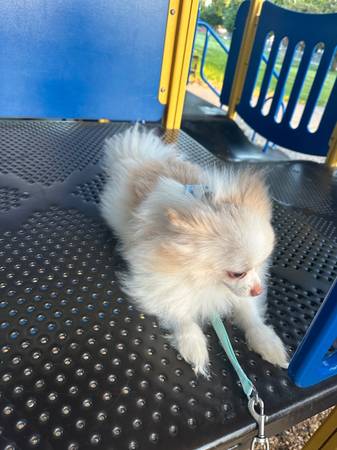 rehoming my pomeranian63696489716481120