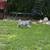Border Collie Austrailian Shepards (Border Aussie) 4 thumbnail