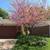 Eastern Redbud Tree Seedlings (Ceracis Canadensis) 3 thumbnail