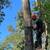 🌲 TREE CUTTING & REMOVAL – FREE ESTIMATES 2 thumbnail